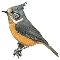 Lophophanes dichrous