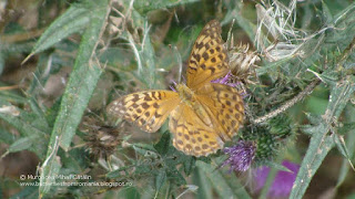 Argynnis (Argynnis) paphia female DSC124862