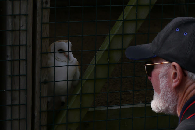 man looking at an owl