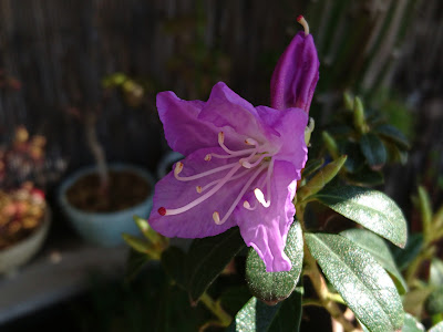 シャクナゲの花