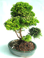 Japanese Cypress Bonsai tree