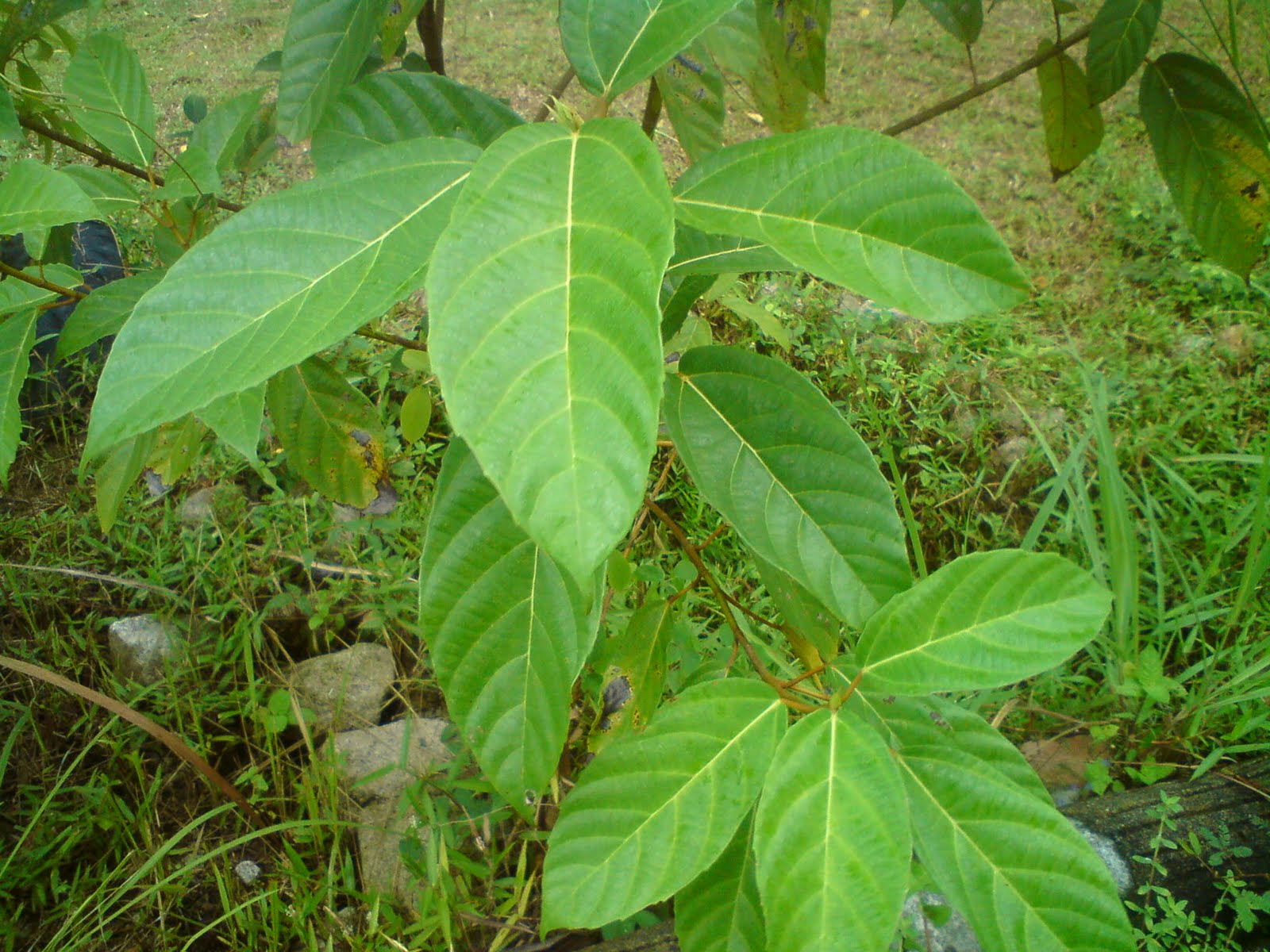  pokok  herba bunga ulaman dan segala jenis tumbuhan 