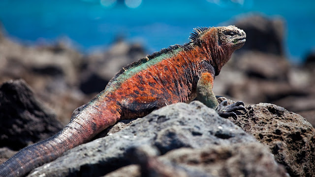 Galapagos Islands