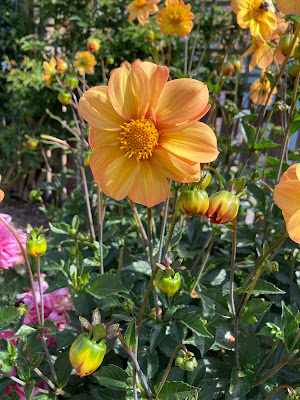 Unknown Dahlia