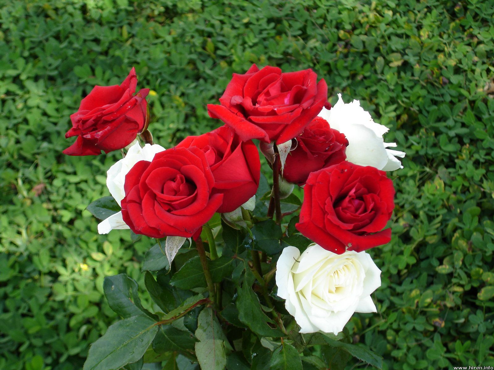 rose bouquet 3c