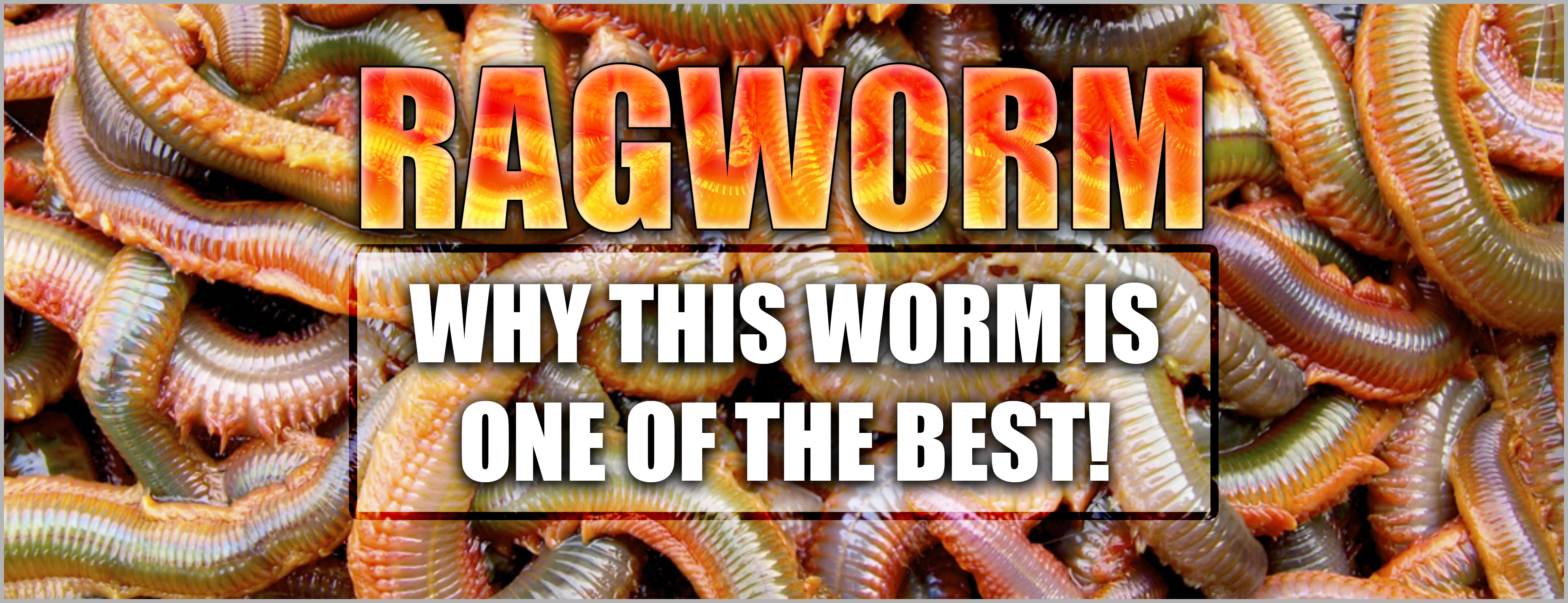 Ragworm! Why this worm is one of the best