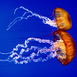 gambar dunia bawah laut, dunia air, gambar ikan, ubur-ubur