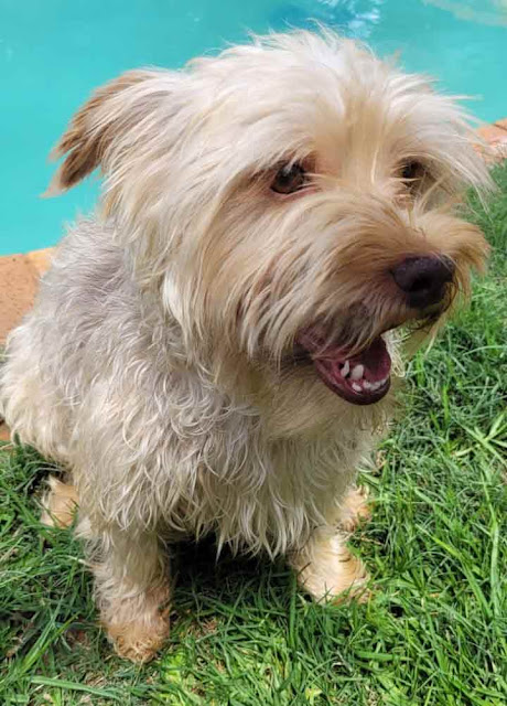 Happy Morkie male 1 year old