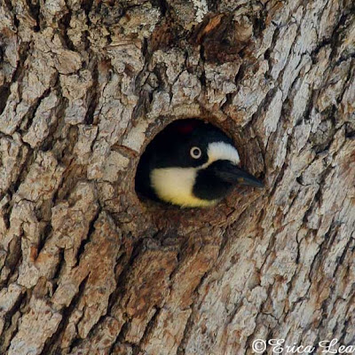 acorn woodpecker nesting