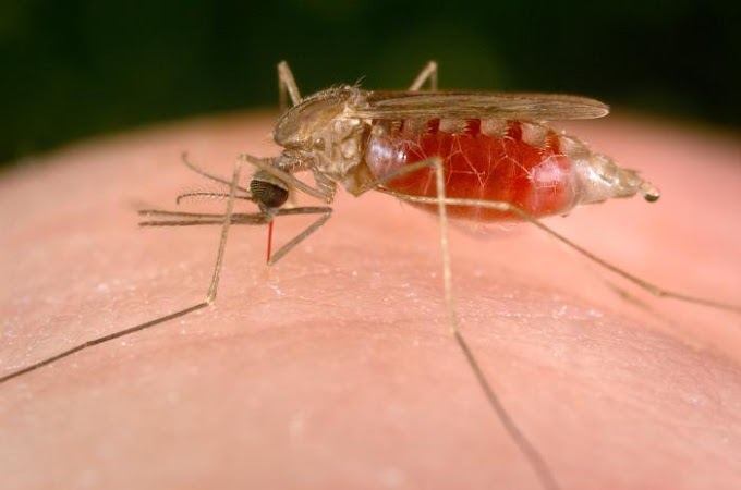 Malaria: 'annusando' le molecole liberate dalla pelle è possibile riconoscere la malattia