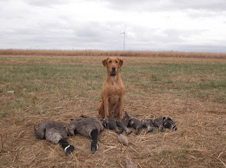 Hunting Dog