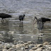 Ibis negros encontraron su hábitat en el Aburrá