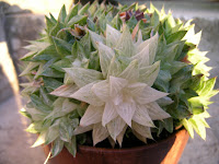 Kind and Species of Succulent Plant