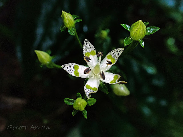 Swertia bimaculata