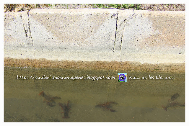 Delta de l'Ebre (Ruta de les Llacunes)