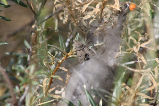 Hummingbird Hawk Moth