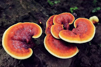 Reishi mushroom,