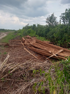 Gonta Ganti Back Up,Modus Illegal Logging Hutan Senepis Dumai 