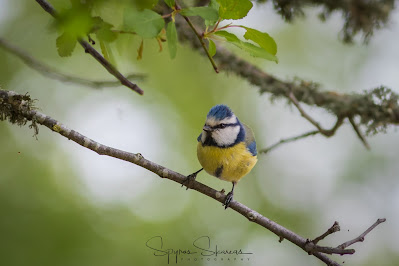 Blue Tit