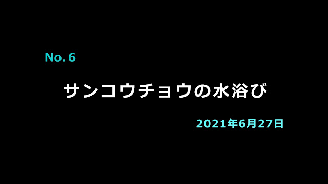 好調の水浴びNo.6