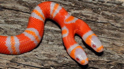 Two Headed Albino Milk Snake