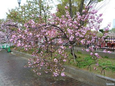 八重桜