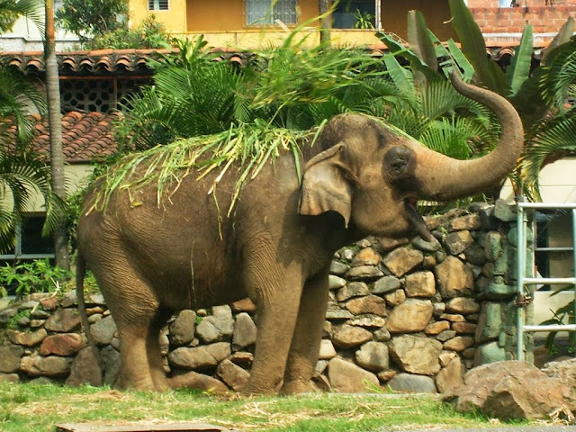 Beautiful Elefante HD Wallpaper Free