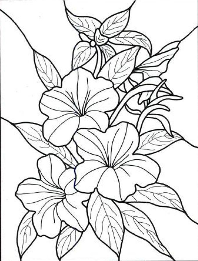 Kumpulan Sketsa Gambar  Bunga Hitam  Putih  Untuk  Diwarnai 