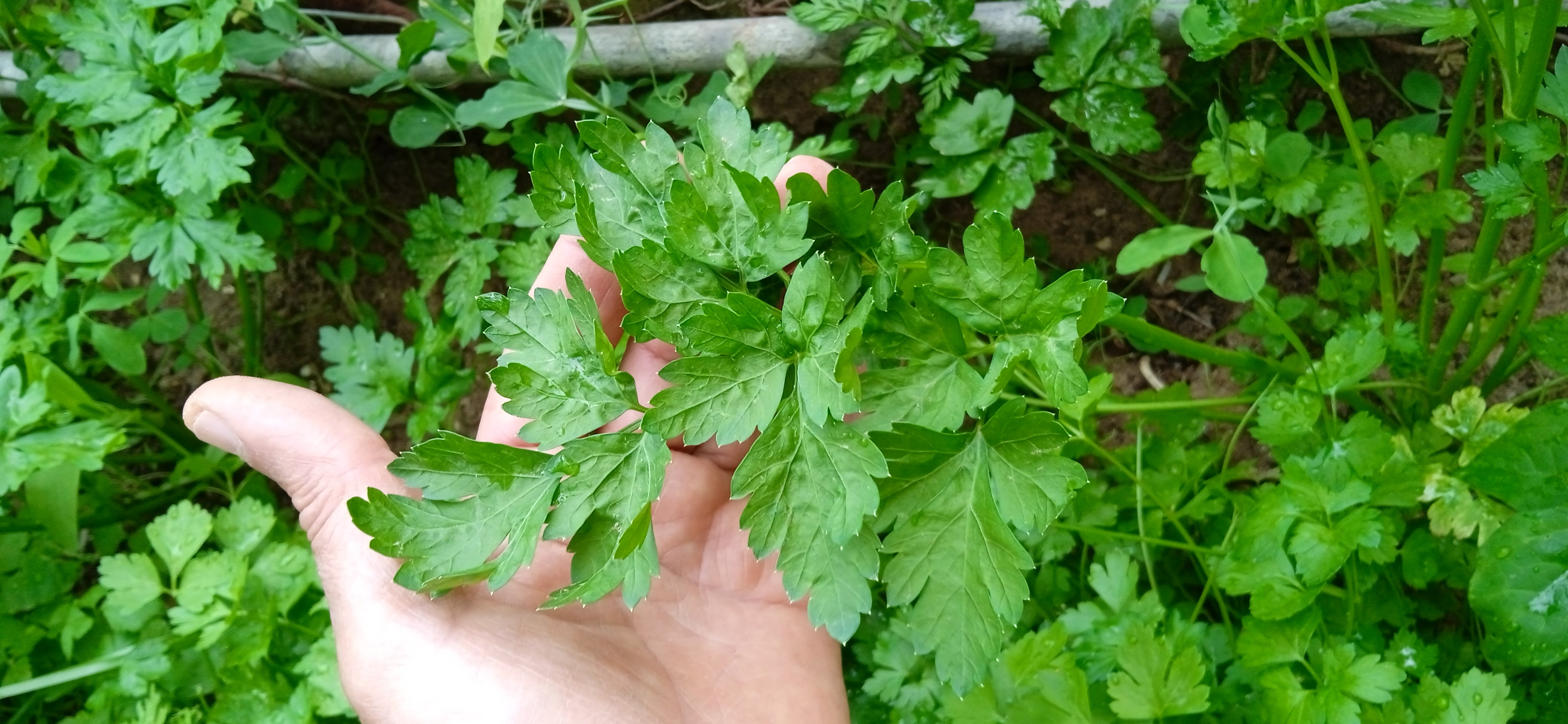 Growing parsley in containers is a good option if you don't have garden space for it. To have good success, choose a sunny spot in your herb garden and make sure the soil in the container is well-drained and rich in organic matter.