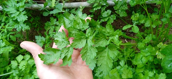 Growing Organic Parsley In Container