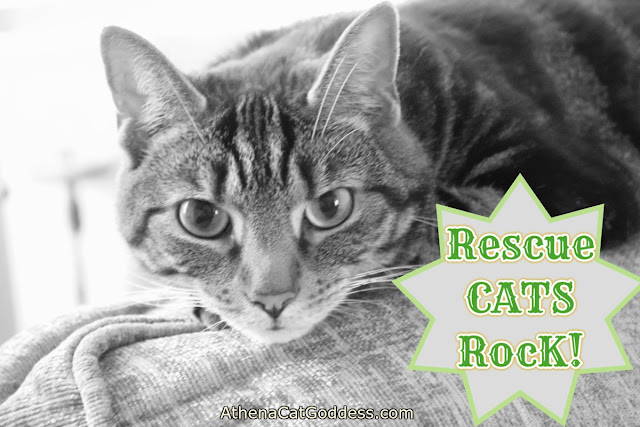 Rescue Cats Rock black and white photo of cat poster