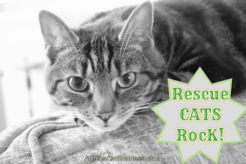 Rescue Cat Rock graphic