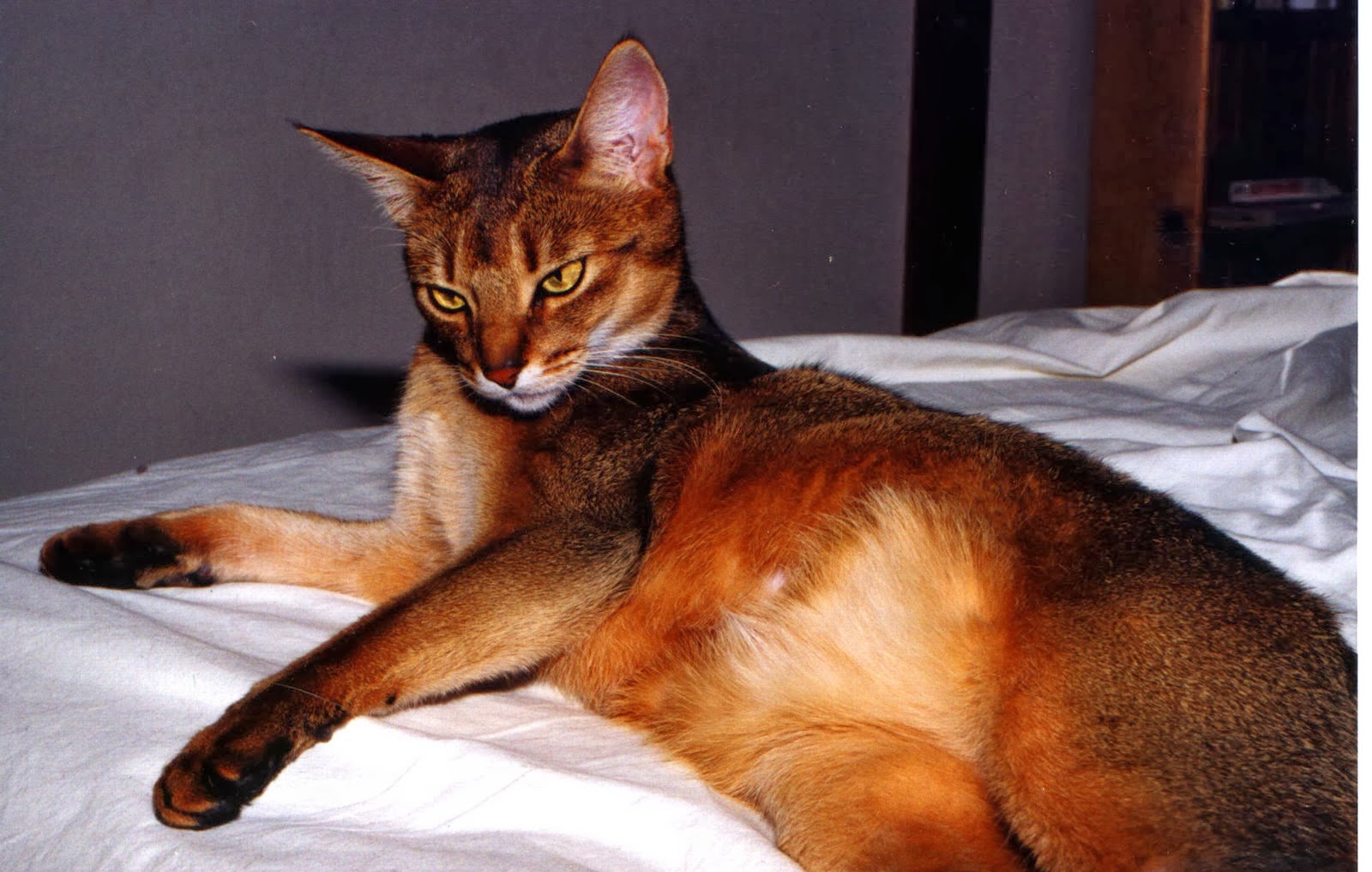 Abyssinian HD Wallpapers