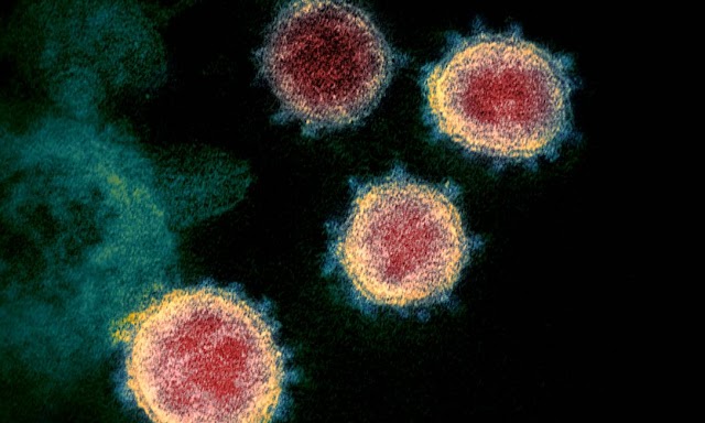 Cientistas descobrem mais dois tipos de coronavírus capazes de infectar seres humanos