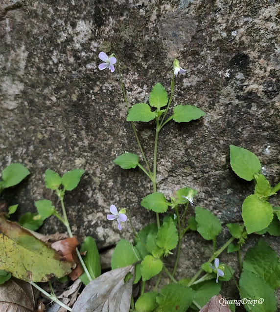 Viola tienschiensis