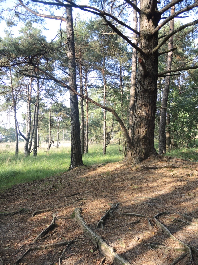 Wandeling in de Kalmthoutse heide