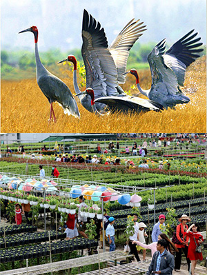 Tour Du lịch Đồng Tháp - Làng hoa Sa Đéc - Tràm chim Tam Nông từ Sài Gòn