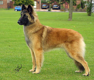 Belgian Shepherd Dog 