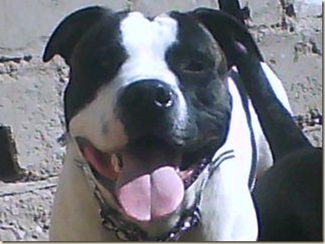 perros-pitbull-1287