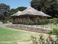 Shrub roses - Royal Botanic Gardens, Sydney, Australia