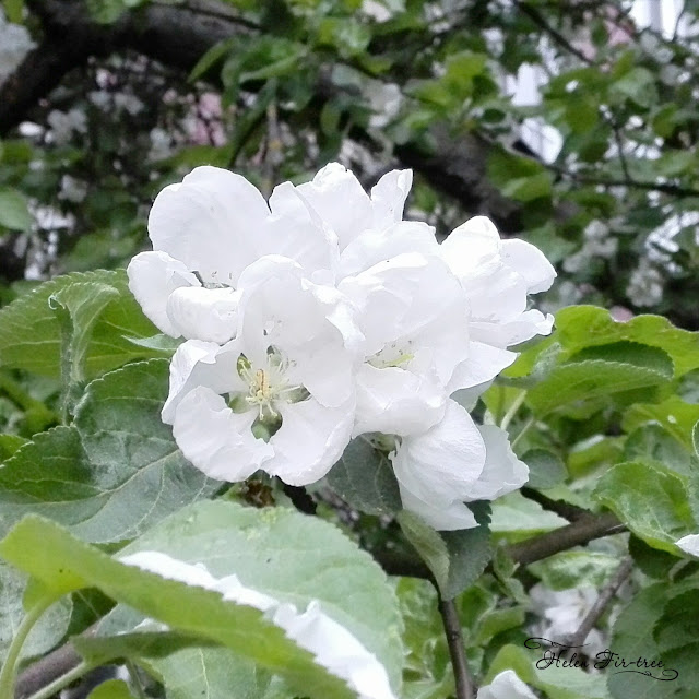 Helen Fir-tree Sew Dress apple blossoms шитьё платье яблоневый цвет 