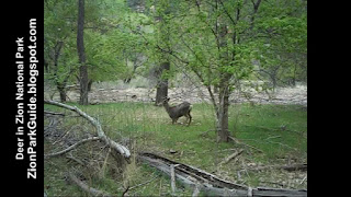 Deer in Zion Canyon - Zion National Park deer pictures