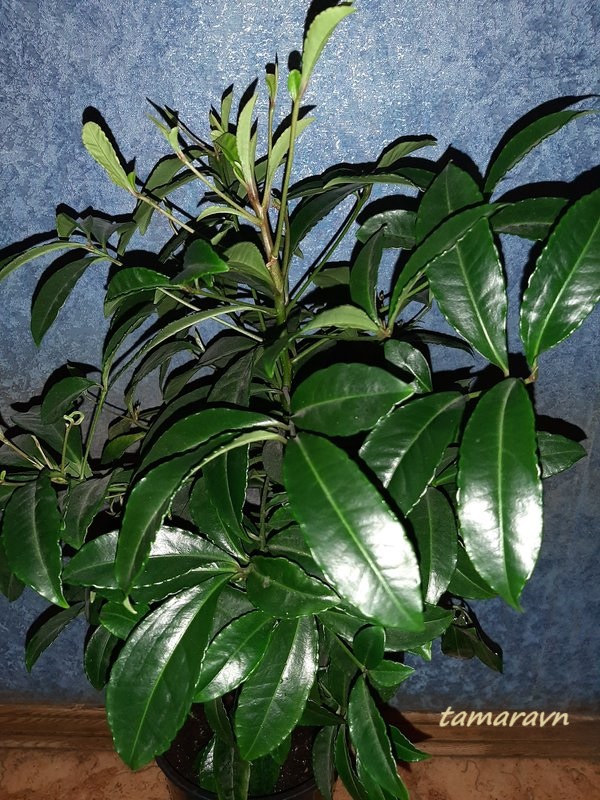 Ардизия городчатая (Ardisia crenata)