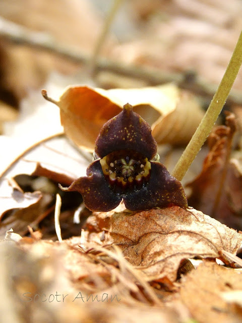 Asarum sieboldii