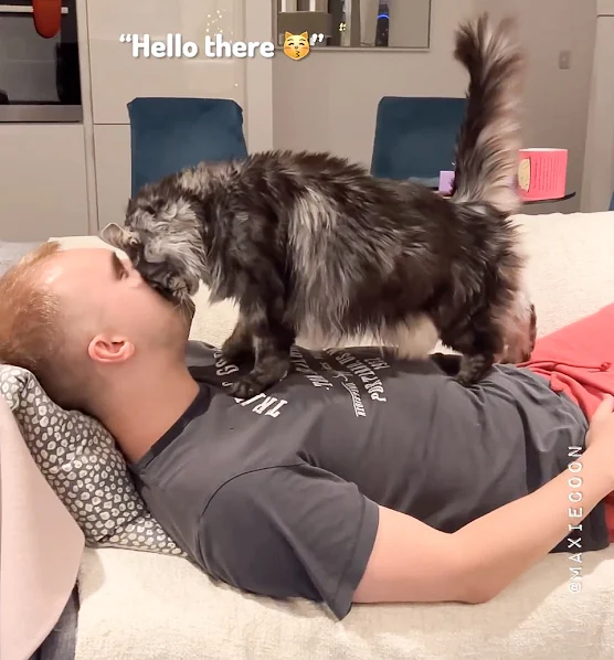 'Maxie' Maine Coon always greets his human with a big head butt scent exchange