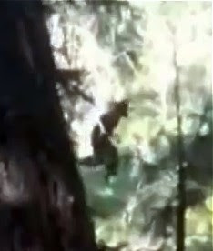 BigFoot Hoax Still From Video - May 2011