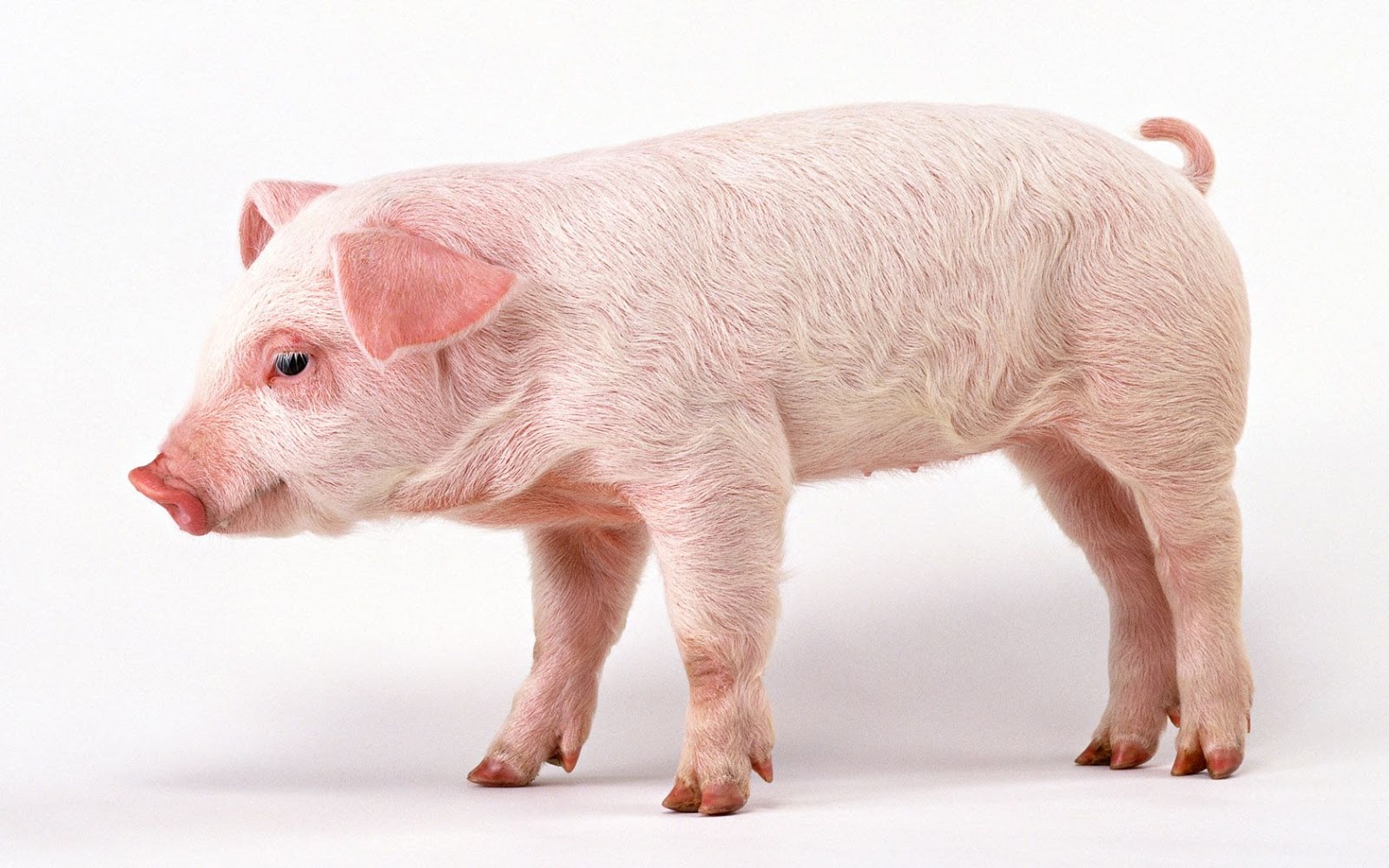 6 Fakta Ilmiah Mengapa Babi Tak Layak Dimakan Pecinta Ilmu Dan