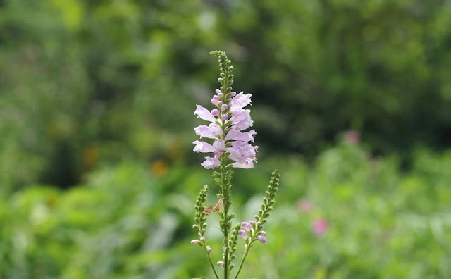 Physostegia Virginiana Flowers Pictures