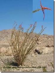 Ocotilla[1]