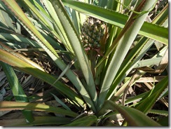 P1070332